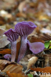 Amethyst Deceiver (Laccaria amethystina)