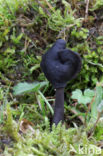 Roetkluifzwam (Helvella atra) 