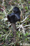 Roetkluifzwam (Helvella atra) 