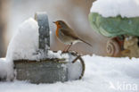 European Robin (Erithacus rubecula)