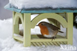 European Robin (Erithacus rubecula)