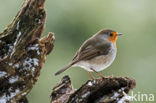 European Robin (Erithacus rubecula)