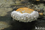 Red Banded Polypore (Fomitopsis pinicola)