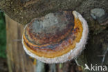 Red Banded Polypore (Fomitopsis pinicola)
