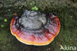 Red Banded Polypore (Fomitopsis pinicola)