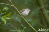 Roodmus (Carpodacus erythrinus)