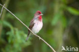 Roodmus (Carpodacus erythrinus)