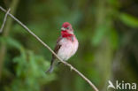 Common Rosefinch (Carpodacus erythrinus)