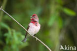 Common Rosefinch (Carpodacus erythrinus)