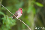 Common Rosefinch (Carpodacus erythrinus)