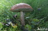 Aspen mushroom (Leccinum rufum)
