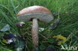 Aspen mushroom (Leccinum rufum)