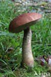 Aspen mushroom (Leccinum rufum)