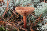 Peppery Milk-cap (Lactarius rufus)