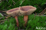 Peppery Milk-cap (Lactarius rufus)