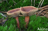 Peppery Milk-cap (Lactarius rufus)