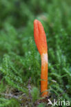 Rupsendoder (Cordyceps militaris)