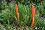 Rupsendoder (Cordyceps militaris)