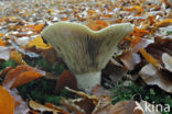 Fleecy Milk-cap (Lactarius vellereus)