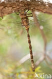 Western Spectre (Boyeria irene)