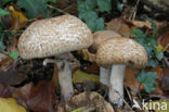 Schubbige boschampignon (Agaricus silvaticus)