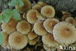 Schubbige bundelzwam (Pholiota squarrosa)