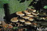 Schubbige bundelzwam (Pholiota squarrosa)