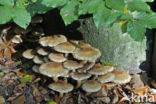 Schubbige bundelzwam (Pholiota squarrosa)