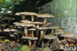 Schubbige bundelzwam (Pholiota squarrosa)