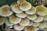 Schubbige bundelzwam (Pholiota squarrosa)