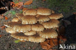 Schubbige bundelzwam (Pholiota squarrosa)