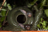 Common Garden Snail (Helix aspersa aspersa)