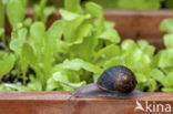 Common Garden Snail (Helix aspersa aspersa)