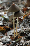 Red Edge Brittlestem (Psathyrella corrugis)