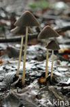 Red Edge Brittlestem (Psathyrella corrugis)