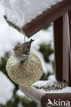 Sijs (Carduelis spinus)