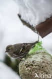 Sijs (Carduelis spinus)