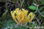 Sikkelkoraalzwam (Clavulinopsis corniculata) 