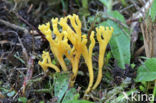 Sikkelkoraalzwam (Clavulinopsis corniculata) 