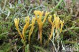 Sikkelkoraalzwam (Clavulinopsis corniculata) 