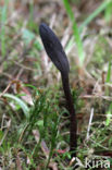 Slanke aardtong (Geoglossum umbratile) 