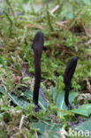 Slanke aardtong (Geoglossum umbratile) 