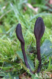 Plain Earthtongue (Geoglossum umbratile)