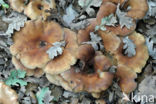 Common Funnel (Clitocybe gibba)