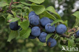 Sloe