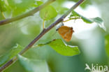 Brown Hairstreak (Thecla betulae)