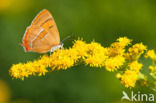 Brown Hairstreak (Thecla betulae)