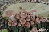 Sombere honingzwam (Armillaria ostoyae)