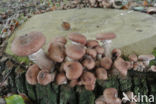 Sombere honingzwam (Armillaria ostoyae)