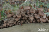 honey mushroom (Armillaria ostoyae)